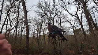 chasse à la palombière [upl. by Stevy]