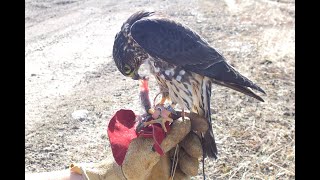 Falconry Falcons Accipiters Buteos Part 3 [upl. by Anilahs354]