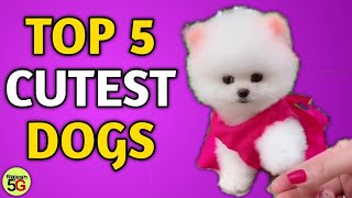 Top 5 Cutest Dogs In The World  Cute Pomeranian dog  Teacup dog  pom dog price in India Rajesh5G [upl. by Davenport]