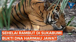 DNA Harimau Jawa Ditemukan dari Rambut di Sukabumi Bukti Belum Punah [upl. by Bruckner687]