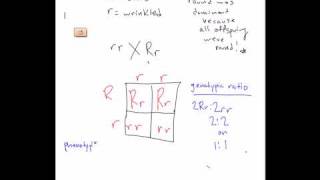 Mon 33 Punnett Square Practice Problem [upl. by Davon13]