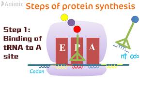 Antibiotics Protein synthesis inhibitors [upl. by Peugia]