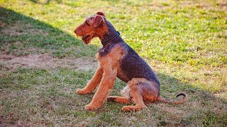 Airedale Terriers Training for Agility Courses [upl. by Yuji]