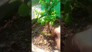 Jade plant caresubscribe garden plants [upl. by Gisele237]