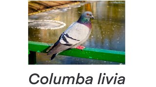 A Study of a Focal Behavior in the Rock Pigeon Columba livia  BIO 331 [upl. by Spragens]