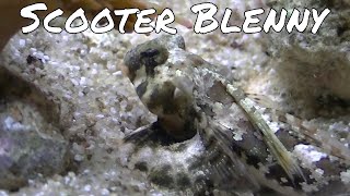 Scooter Blenny [upl. by Adore]