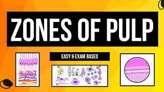 Zones of Pulp  Histology of Pulp  Cells of Pulp  Dental lectures [upl. by Elohcin282]