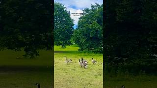 Nottingham University  Highfields Park  Trending Music  Short [upl. by Elocal559]