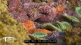 Ochre sea stars and giant green anemones in surge 4K stock footage [upl. by Nylarahs]