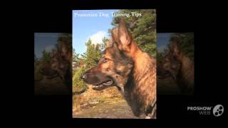 Beauceron Dog breed [upl. by Aidnic]