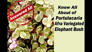 All About Afra Variegated Elephant Bush Portulacaria [upl. by Eenerb]