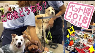 【Pet博2018 in名古屋】飼い主以外に爪切りしてもらったボーダーコリーの顔が…【購入品】 [upl. by Lion]