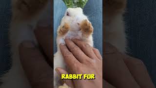 Finally Rabbits ney Bchy bhe dey dey❤️🐇🏠 Chicks Shifting Mini Vlog 33 bunny minivlog indianvlog [upl. by Yddub178]