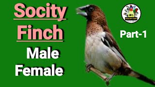 Socity  Bengalese Finch 🔴MALE 🟢FEMALE Part1 [upl. by Lexa937]