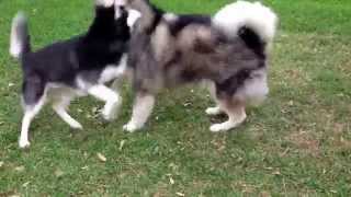 Siberian husky VS Alaskan Malamute [upl. by Marylinda]