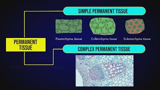 What are Permanent Tissues  Simple Tissue  Parenchyma Collenchyma amp Sclerenchyma [upl. by Debor]