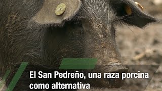 El San Pedreño una raza porcina como alternativa TvAgro por Juan Gonzalo Angel Restrepo [upl. by Aiciram752]