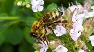 Carniolan Honey Bee [upl. by Tiffanie978]