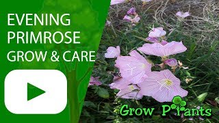 Evening primrose  grow and care [upl. by Isus886]