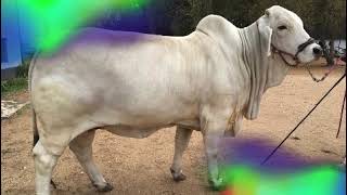 R10 BRAHMANS TOTALE VROULIKE KUDDE AANBOD VEILING SATERDAG 30 NOV 2024 1100 THE PLAINS LETSITELE [upl. by Aimekahs]