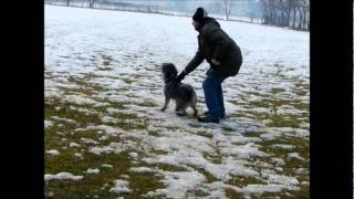 Standard Schnauzer Salt and Pepper Protection Training CAL1CAL2 Pepe 14 months old [upl. by Rebeh150]