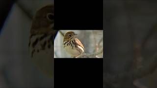 The Ovenbird Warbler The Quiet Wanderer birds birdwatching youtubeshorts music warbler [upl. by Yelha]