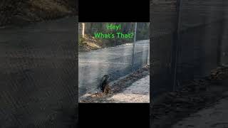 Goanna australia goanna forestanimals lizards viralvideo viralshorts usa blacktown shorts [upl. by Enayd]