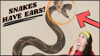 How Snakes Hear Without Ears  Herpin Hippie [upl. by Acirne947]