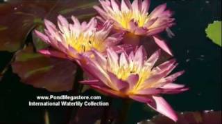 How to make water Lily with paper [upl. by Winstonn599]