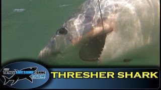 BRITISH RECORD THRESHER SHARK OFFICIAL VIDEO  The Totally Awesome Fishing Show [upl. by Ellinnet]