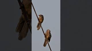 Jungle Babbler Bird bird nature shortvideo youtubeshorts [upl. by Noivax]