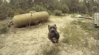 Cane Corso Attack  Dozer Jaws Play [upl. by Luann780]