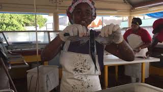 Flying fish in Barbados [upl. by Figueroa]