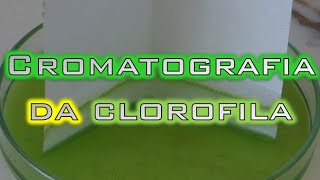 Tony´s Lab  Cromatografia da Clorofila [upl. by Hallam]