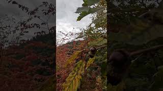 Beautiful Autumn🌿🌊autumn relaxing nature relaxation naturesounds autumn hyrcanianforest [upl. by Notsa]