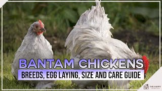 Bantam Chickens Breeds Egg Laying Size and Care Guide [upl. by Anauj]