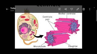 Difference between centriole and centrosomeDefinition of centriole centrosome and its basic role [upl. by Dominga667]