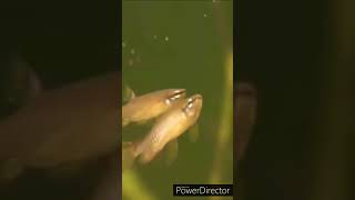 Splash tetra fish amazing fact amazing fish Shorts Viral shorts [upl. by Clarence157]