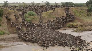 Wildebeest crossing Mara River at Entim Camp [upl. by Devi]