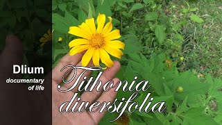 Mexican sunflower Tithonia diversifolia  part 1 [upl. by Mccallion]