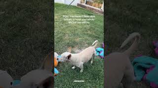 Dog tries to bark 🤣❤️ credits ashleywoolfie ig funnyshorts shorts funnyvideos [upl. by Gigi]