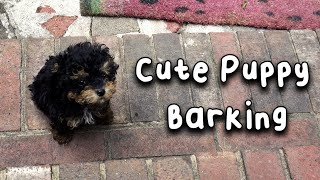 Cute Toy Poodle Puppy Barking [upl. by Nahta]