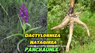 Dactylorhiza hatagirea Panchaunle Medicinal And Aromatic Plants BSC Third Year Botany Elective [upl. by Haidebej]