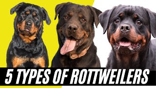 Rottweiler Types  5 Types of Rottweilers [upl. by Retxab]