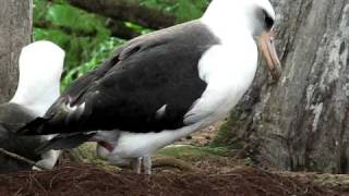 Laysan Albatross laying an egg part 1 [upl. by Assital]