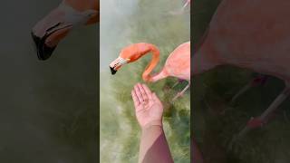 Feeding flamingos 🦩 went wrong flamingo aruba beach blueocean [upl. by Sedgewick87]