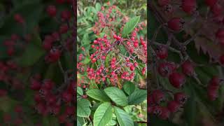 Cotoneaster coriaceus☘️wildberries nature naturelovers beautiful berries shorts shortsfeed [upl. by Columbyne]