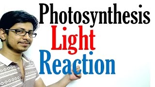 Light reaction of Photosynthesis  Photosynthesis lecture 1 [upl. by Nord]