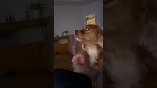 APT dance with Sienna dog loveyourpetday cute cutedog pet petlover petsdog dogs doglover [upl. by Edsel]