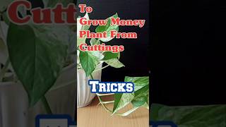 Grow Money Plant from CuttingsTips and TricksDecor Ideas trending garden shorts gardening [upl. by Archle601]